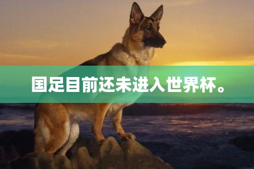 国足目前还未进入世界杯。